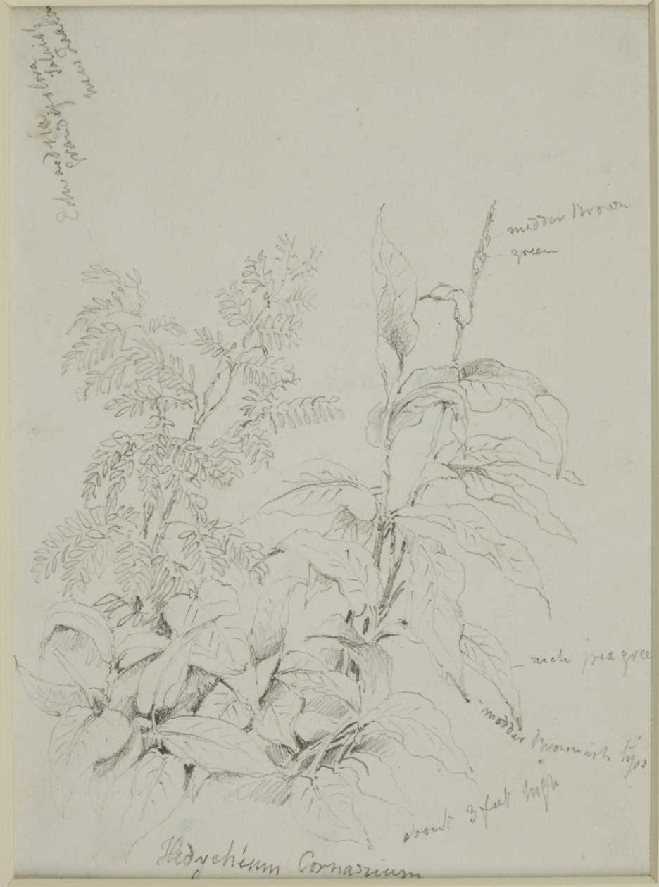 Naturstudie av John Wilson Carmichael