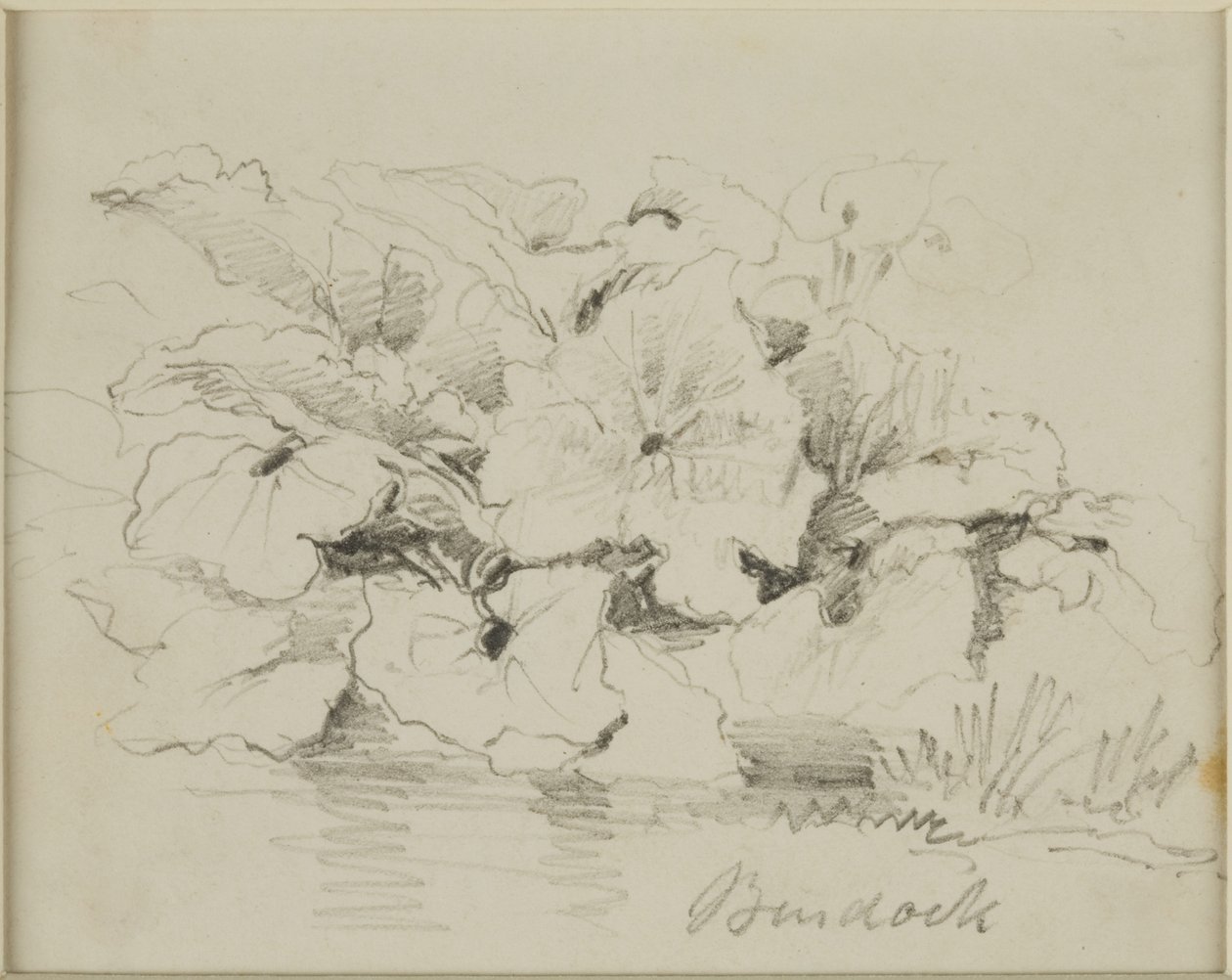 Naturstudie - Burdock av John Wilson Carmichael