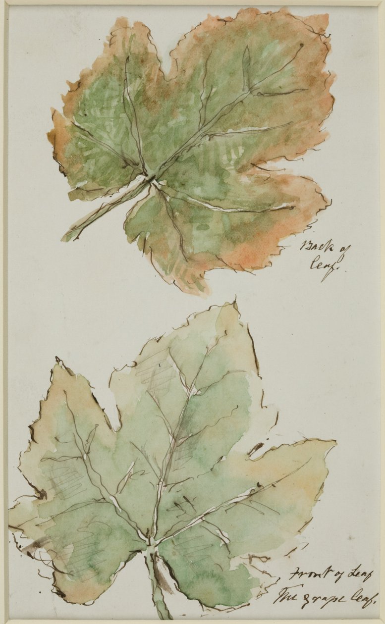 The Grape Leaf (penn og blekk og akvarell på papir) av John Wilson Carmichael