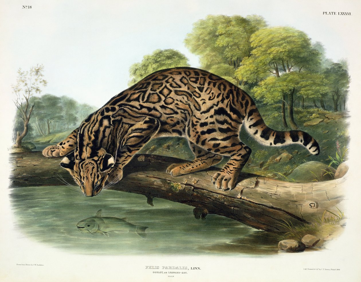 Felis Pardalis (Ocelot eller Leopard-Cat), plate 86 fra 'Quadrupeds of North America', gravert av John T. Bowen (1801-c.1856), 1846 av John Woodhouse Audubon