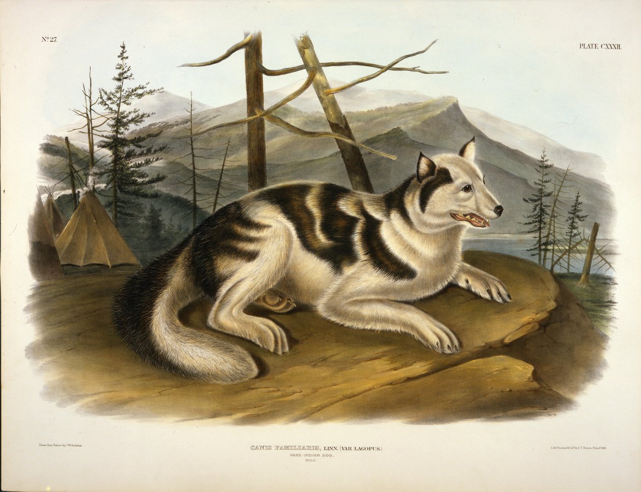 Hare indisk hund av John Woodhouse Audubon