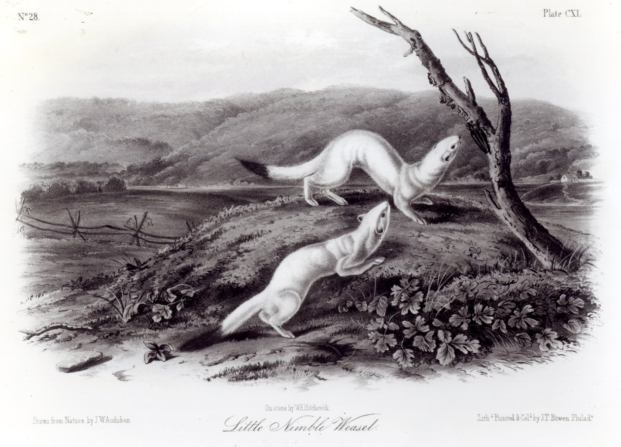 Lille kvikk vesel av John Woodhouse Audubon