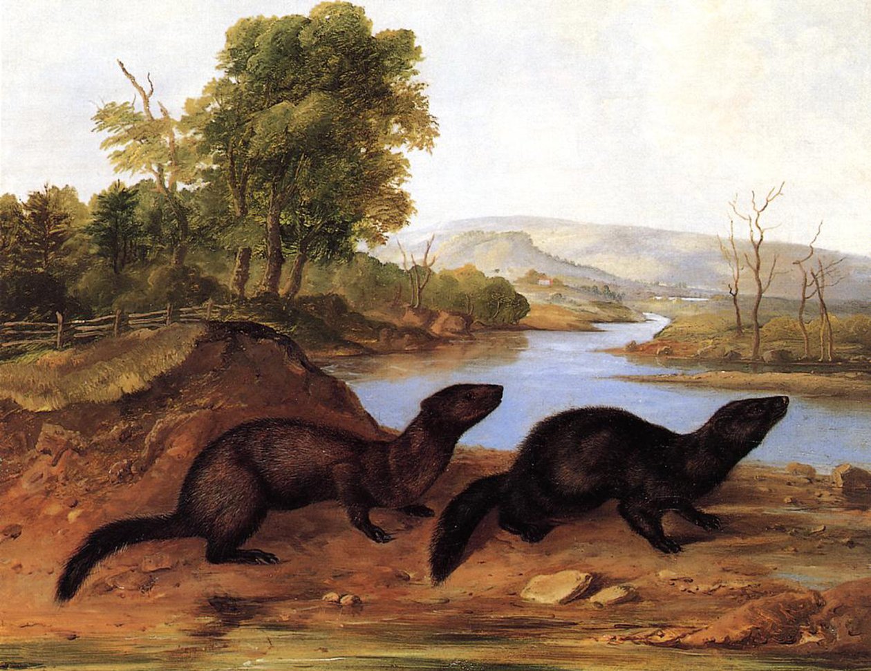 Minks, ca. 1848 av John Woodhouse Audubon
