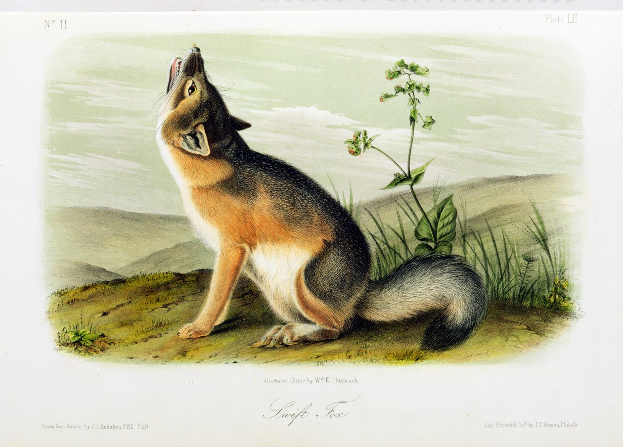 Swift Fox, plate 52 fra 'Quadrupeds of North America', gravert av WE Hitchcock av John Woodhouse Audubon