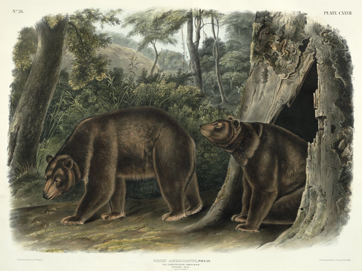 Ursus Americanus, var. Cinnamonum (Cinnamon Bear), plate 127 fra 