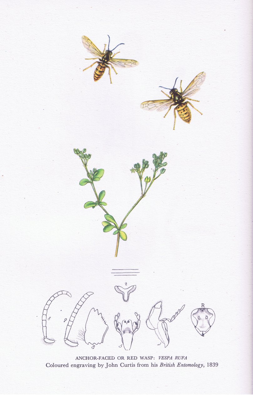 Anchor Faced or Red Wasp, Nature in Britain utgitt av Collins av John (after) Curtis