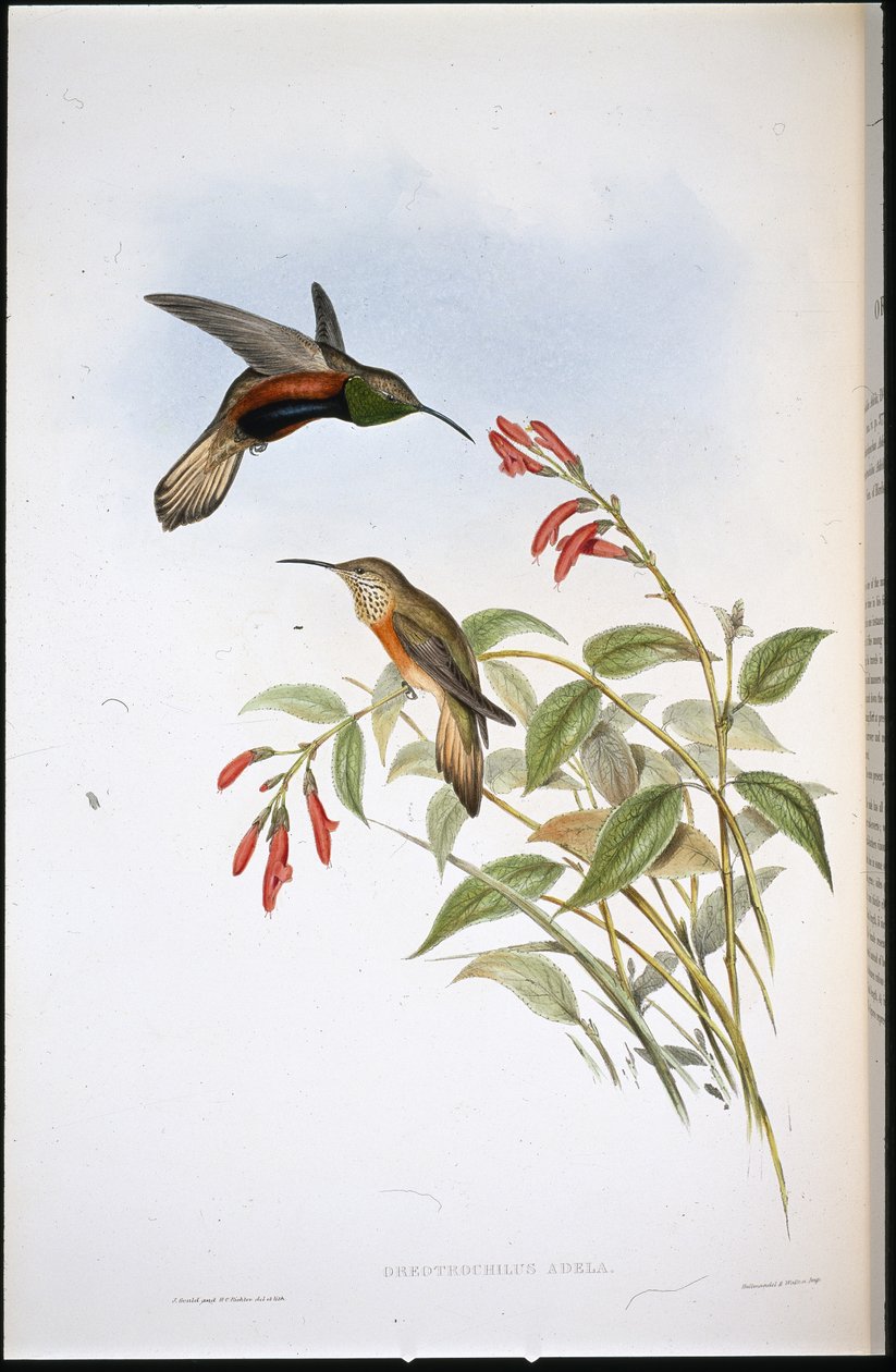 Adela's Hill-stjerne (Oreotrochilus Adela) (håndfarget litho) av John (after) Gould