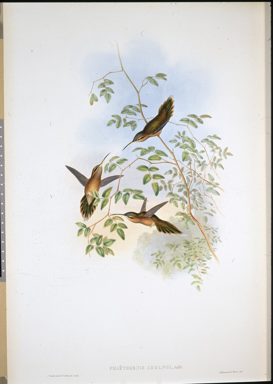 Adolphs eremitt (Phaethornis Adolphi) (håndfarget litho) av John (after) Gould