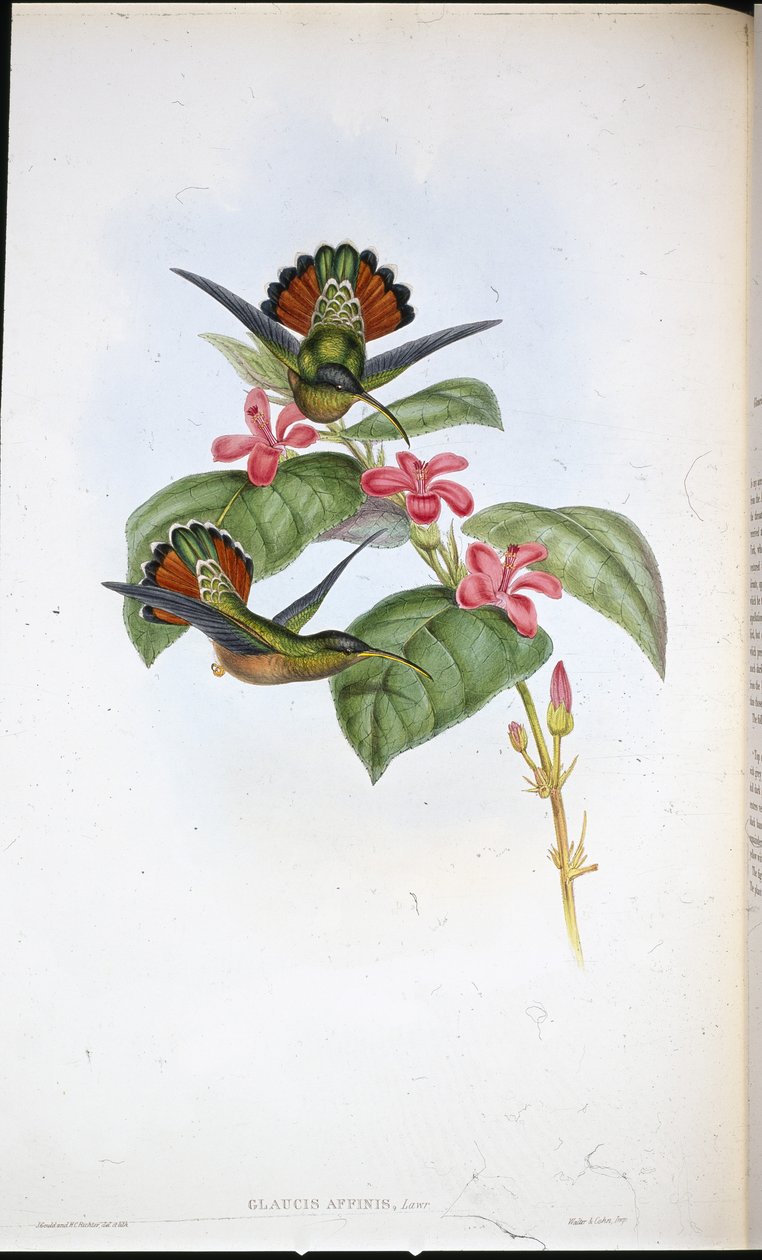 Allierte eremitter (Glaucus affinis) (håndfarget litho) av John (after) Gould