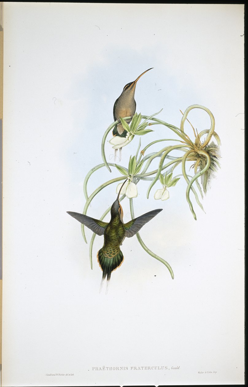 Allierte eremitter (Phaethornis Fraterculus) (håndfarget litho) av John (after) Gould