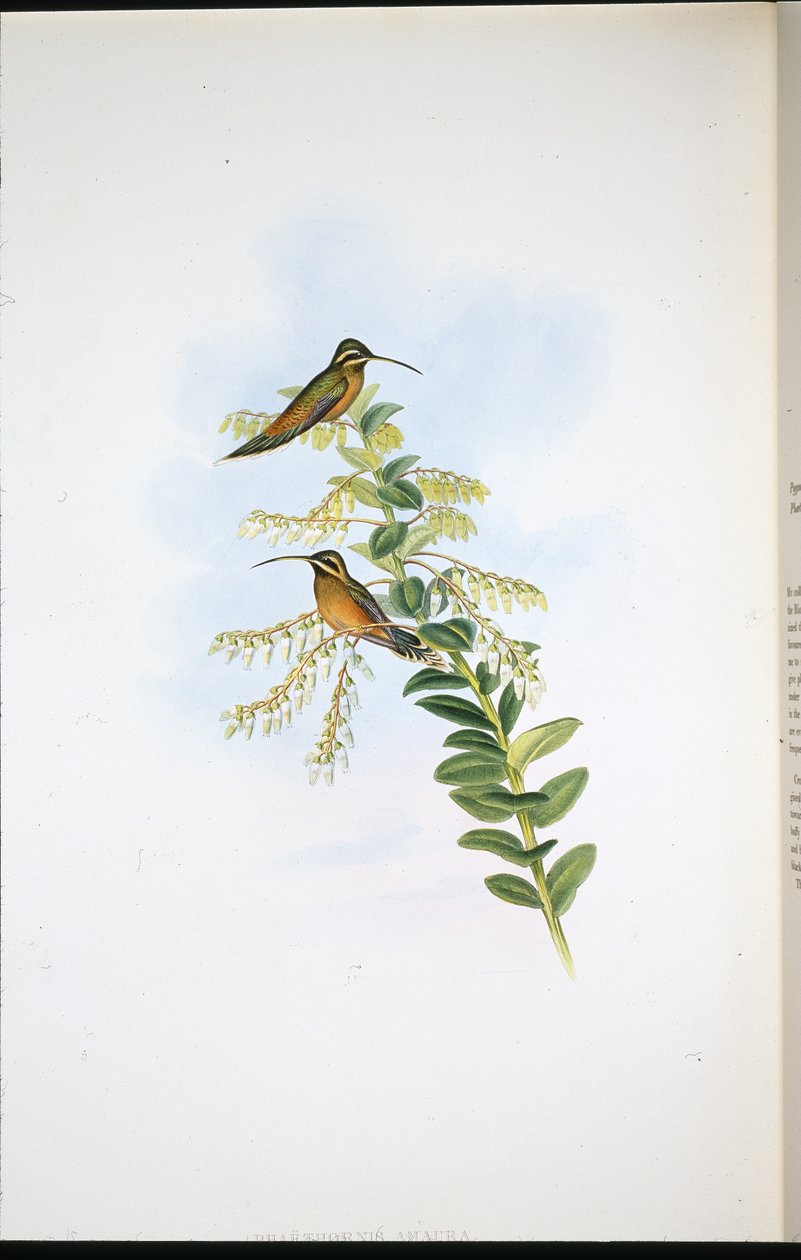 Amaura Eremitt (Phaethornis Amaura) (håndfarget litho) av John (after) Gould