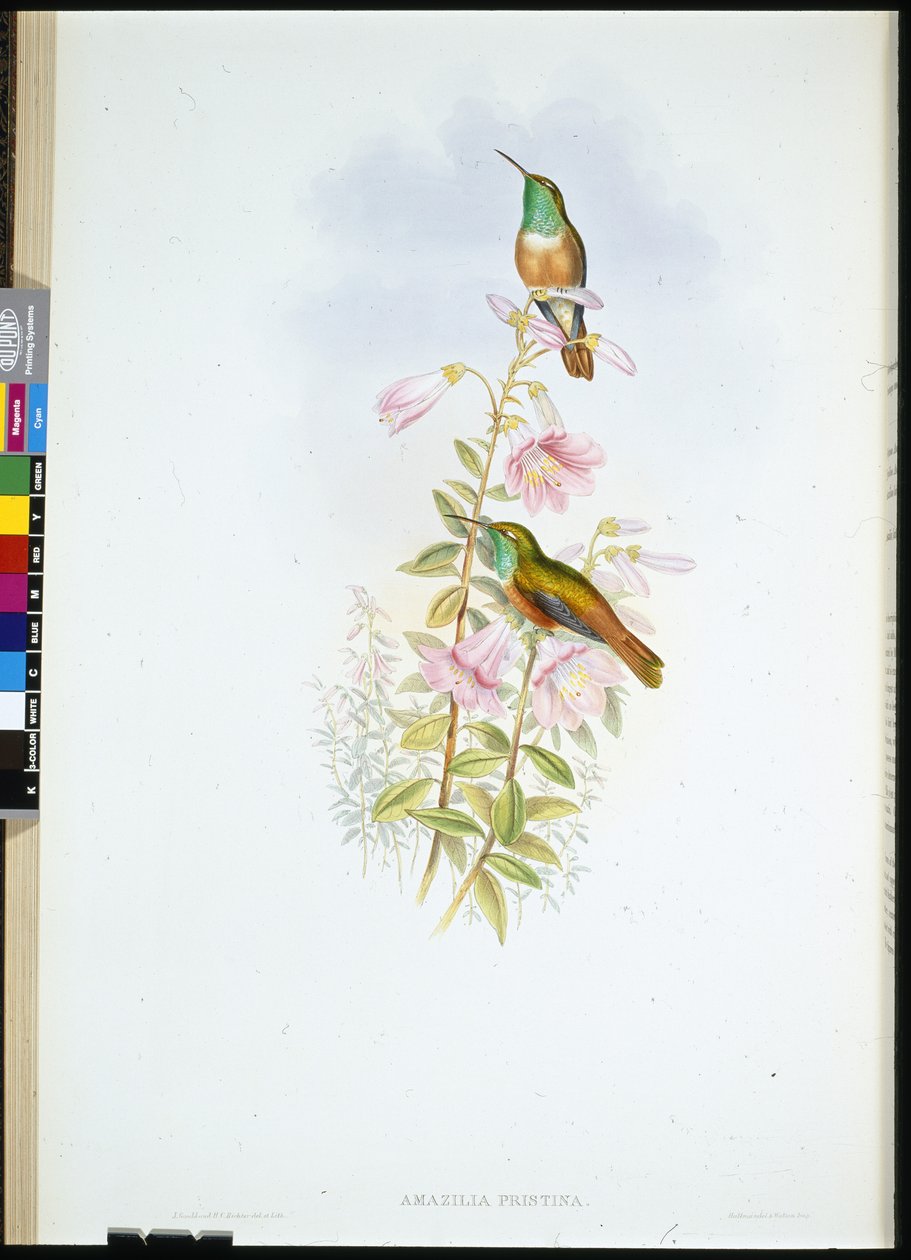 Amazili (Amazilia Pristina) (håndfarget litho) av John (after) Gould