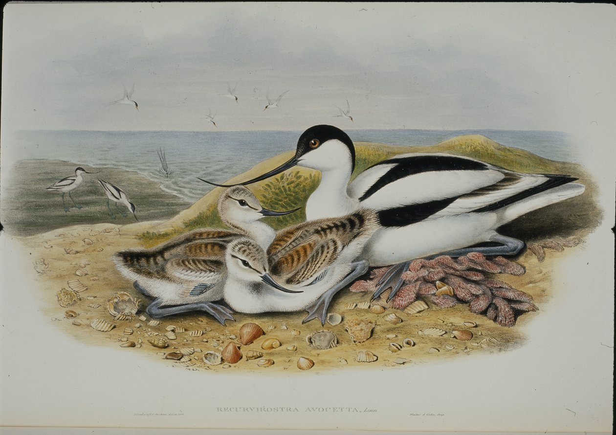 Avocet (Recurvirostra Avocetta) (håndfarget litho) av John (after) Gould