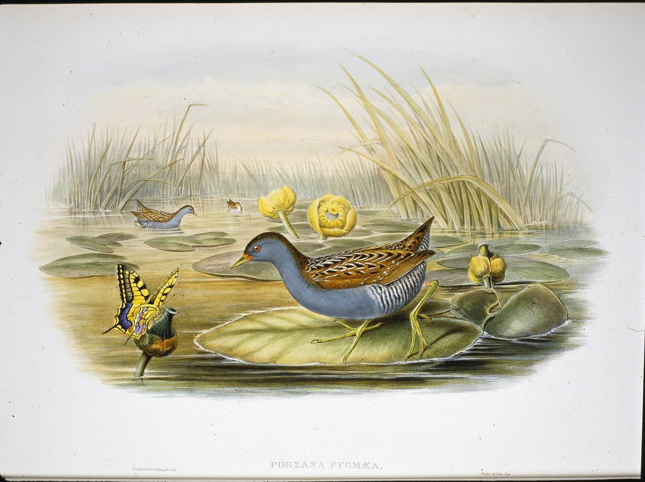 Baillor's Crake (Porzana Pygmaea) (håndfargede lemmer) av John (after) Gould