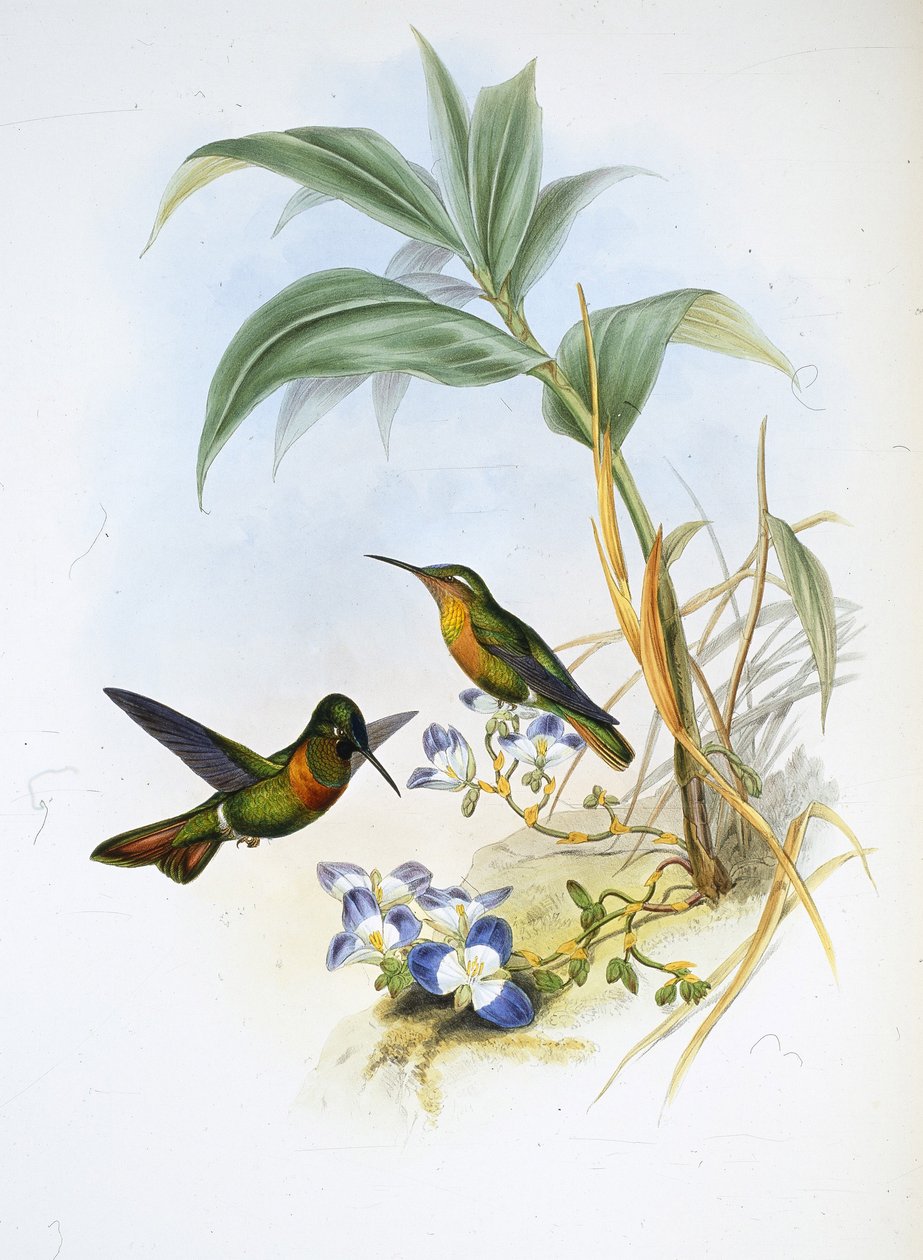 Båndet rubin (Clytolaema Aurescens) (håndfarget litho) av John (after) Gould