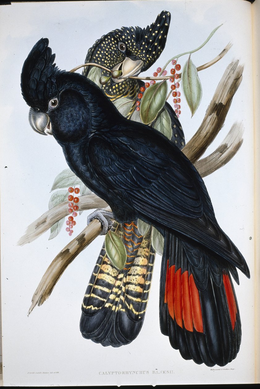 Banksian kakadu (Calyptorhynchus Banksii) (håndfarget litho) av John (after) Gould