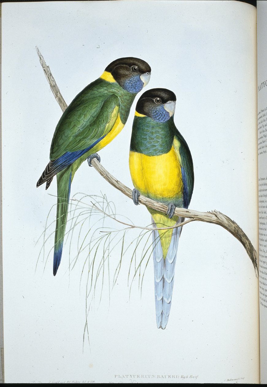 Bauers parakitt (Platycercus Baueri) (håndfarget litho) av John (after) Gould