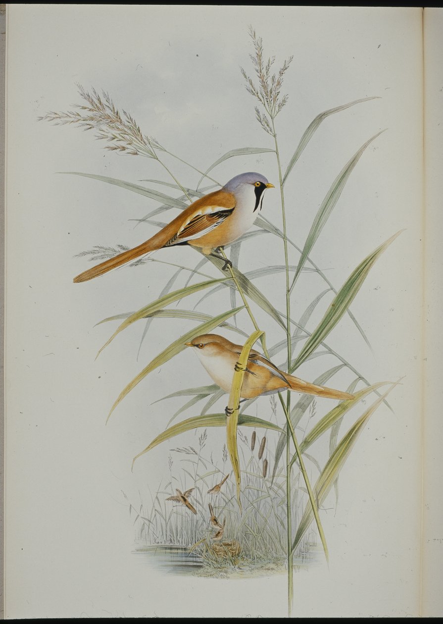 Skjeggmeis (Calamophilus Biarmicus) (håndfarget litho) av John (after) Gould