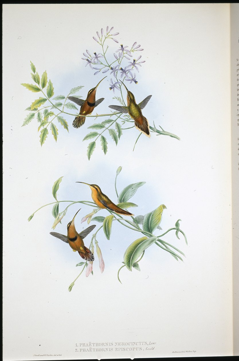 Belted eremitt (Phaethornis Nigrocinctus) og biskop eremitt (Phaethornis Episcopus) (håndfarget litho) av John (after) Gould