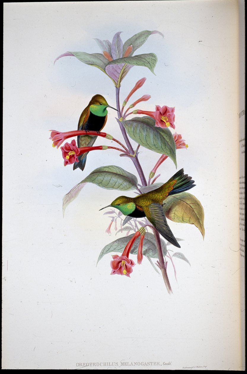 Black-breasted Hill Star (Oreotrochilus Melanogaster) (håndfarget litho) av John (after) Gould
