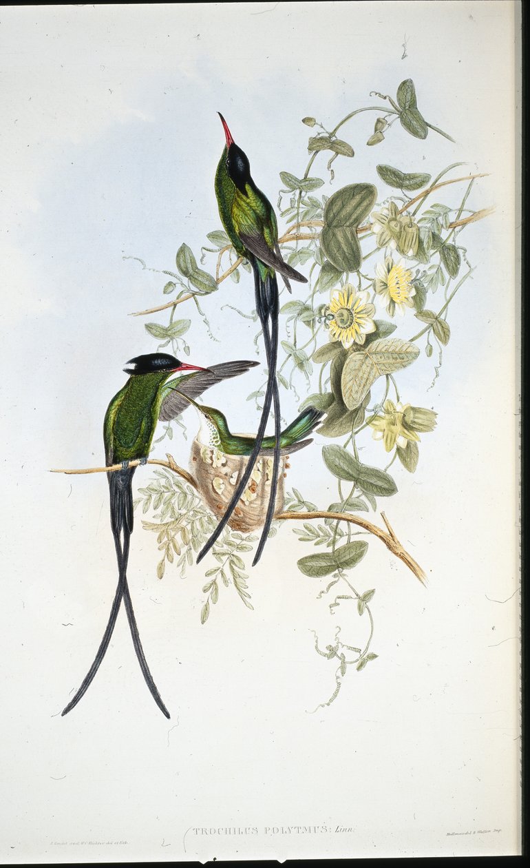 Svarthettet kolibri (Trochilus polytmus) (håndfarget litho) av John (after) Gould