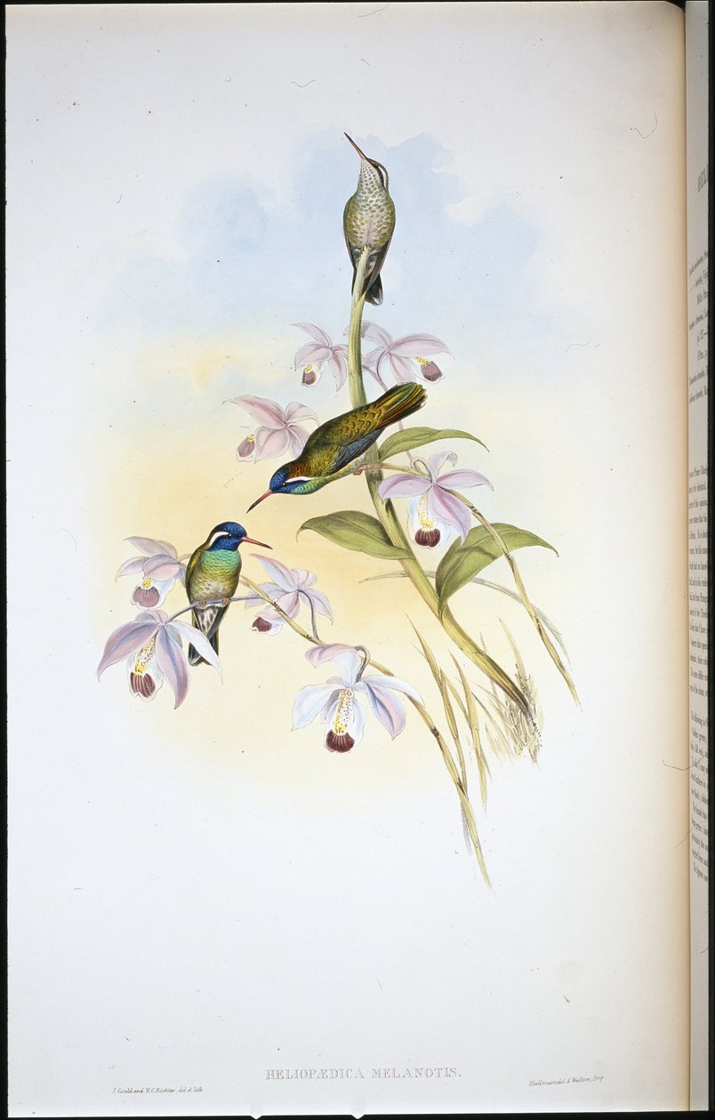 Svartøret kolibri (Heliopaedica Melanotis) (håndfarget litho) av John (after) Gould