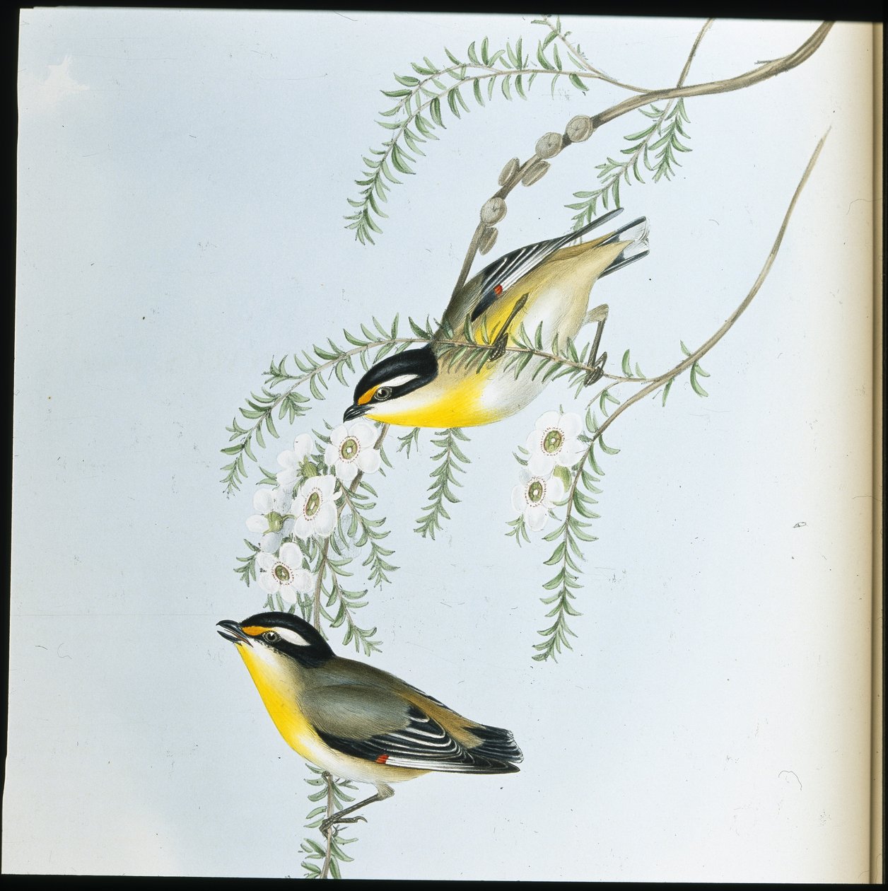 Svarthodet Pardalote (Pardalotus Melanocephalus) (håndfarget litho) av John (after) Gould