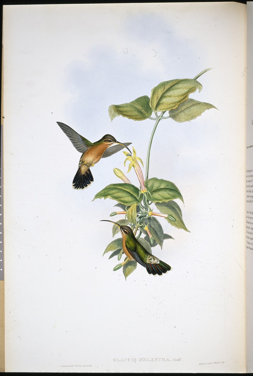 Svarthale-eremitt (Glaucis Melanura) (håndfarget litho) av John (after) Gould