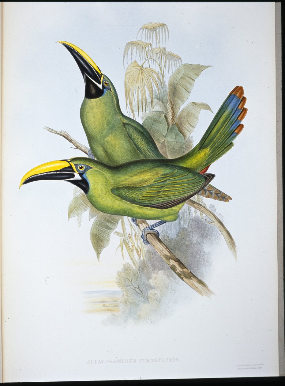 Svartstrupet rilletebb-tukan (Aulacoramphus Atrogularis) (håndfarget litho) av John (after) Gould
