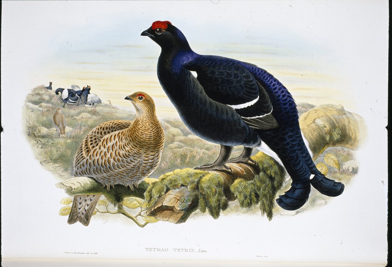 Blackcock (Tetrao Tetrix) (håndfarget litho) av John (after) Gould