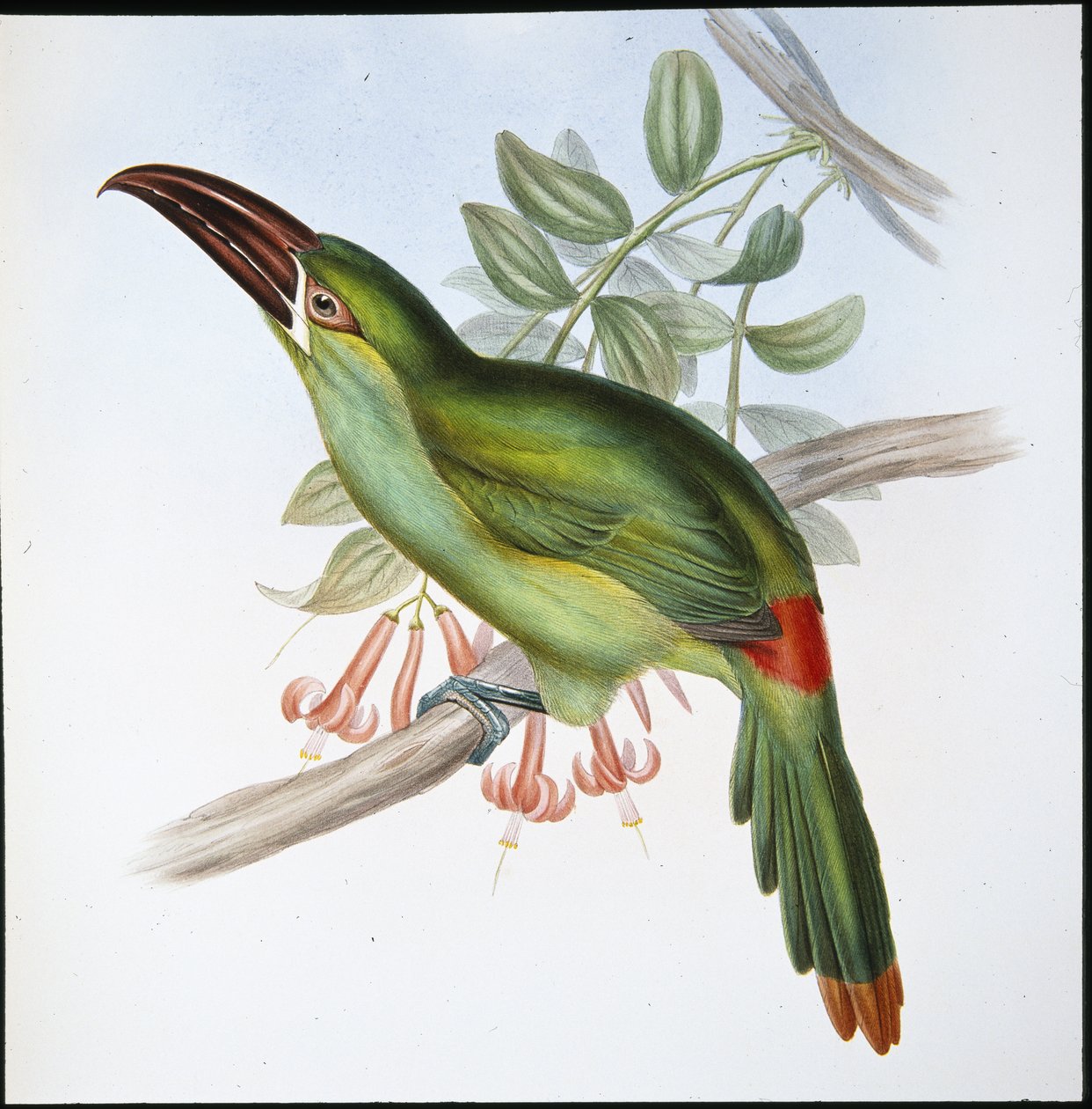 Blodrumpe Groove-bill Toucan (Aulacoramphus Haematopygius) (håndfarget litho) av John (after) Gould