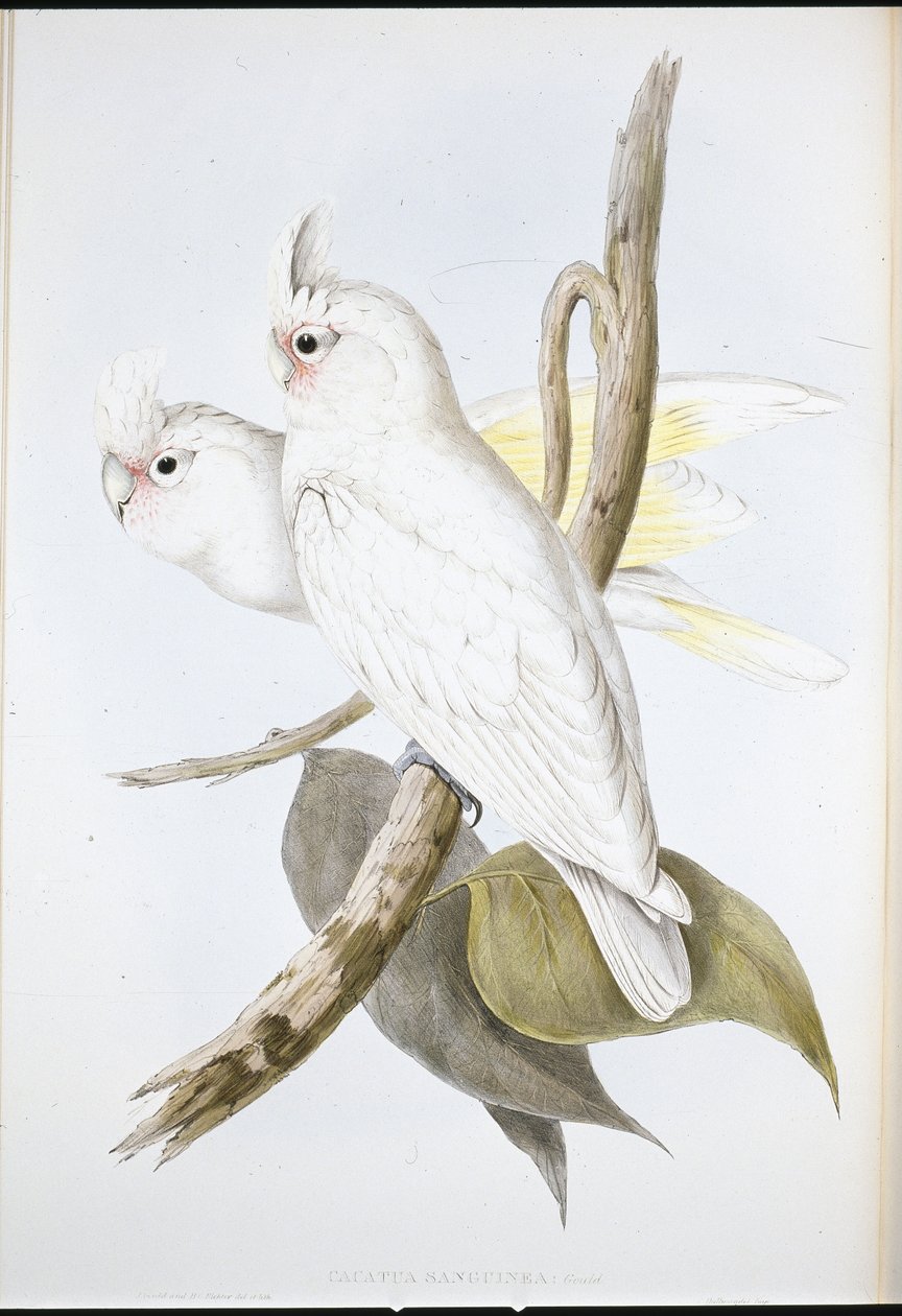Blodfarget kakadu (Cacatus Sanguinea) (håndfarget litho) av John (after) Gould