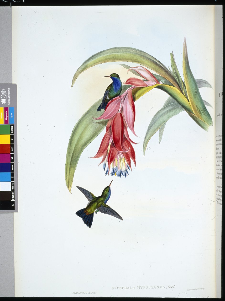Blåbrystet safir (Eucephala Hypocyanea) (håndfarget litho) av John (after) Gould