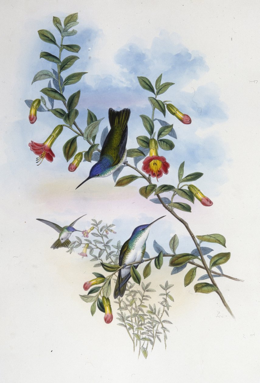 Blåhalset Azure Crown (Cyanomyia Cyanocollis) (håndfarget litho) av John (after) Gould