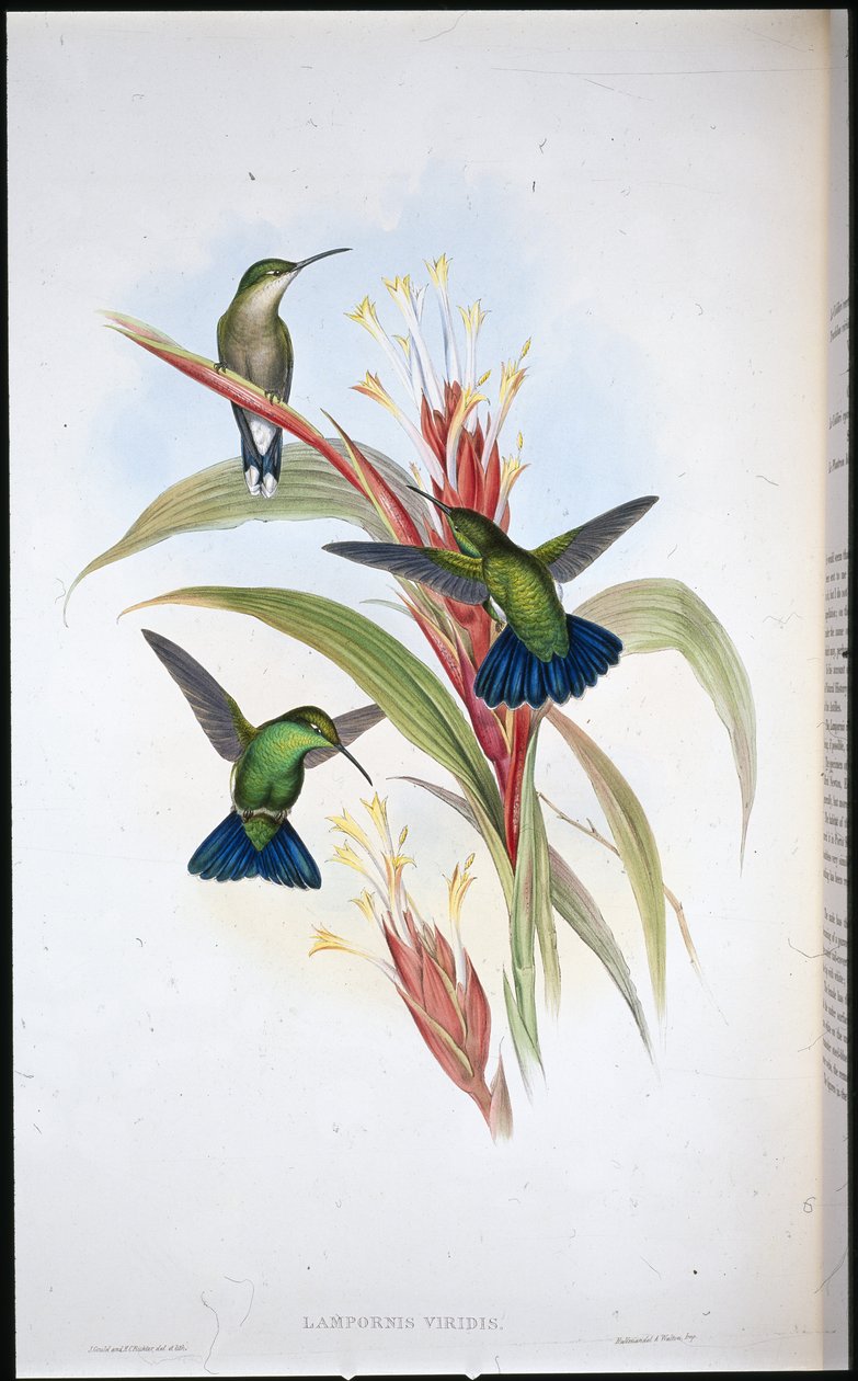 Blåhalet mangokolibri (Lampornis Viridis) (håndfarget litho) av John (after) Gould