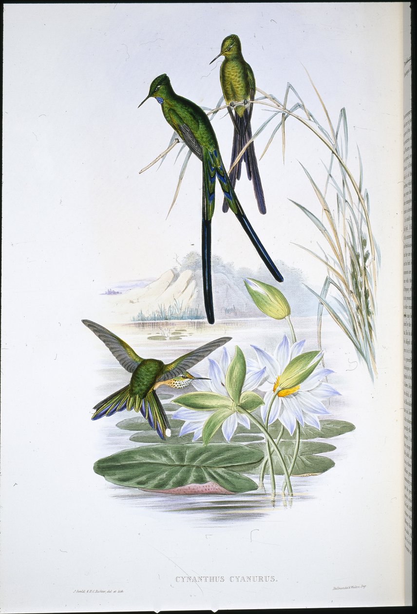 Blue-tailed Sylph (Cynanthus Cyanurus) (håndfarget litho) av John (after) Gould