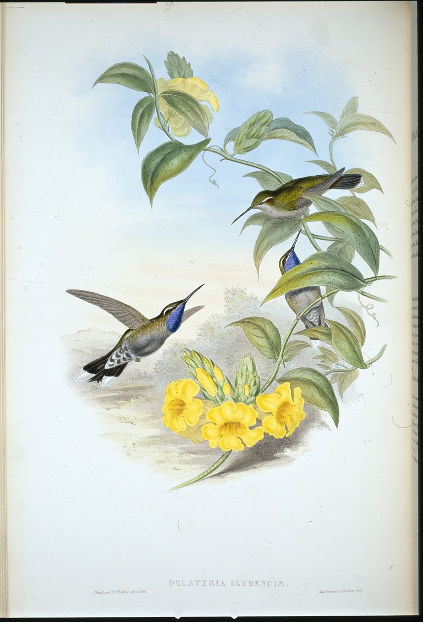 Blåstrupet Cazique (Delattria Clemenciae) (håndfarget litho) av John (after) Gould