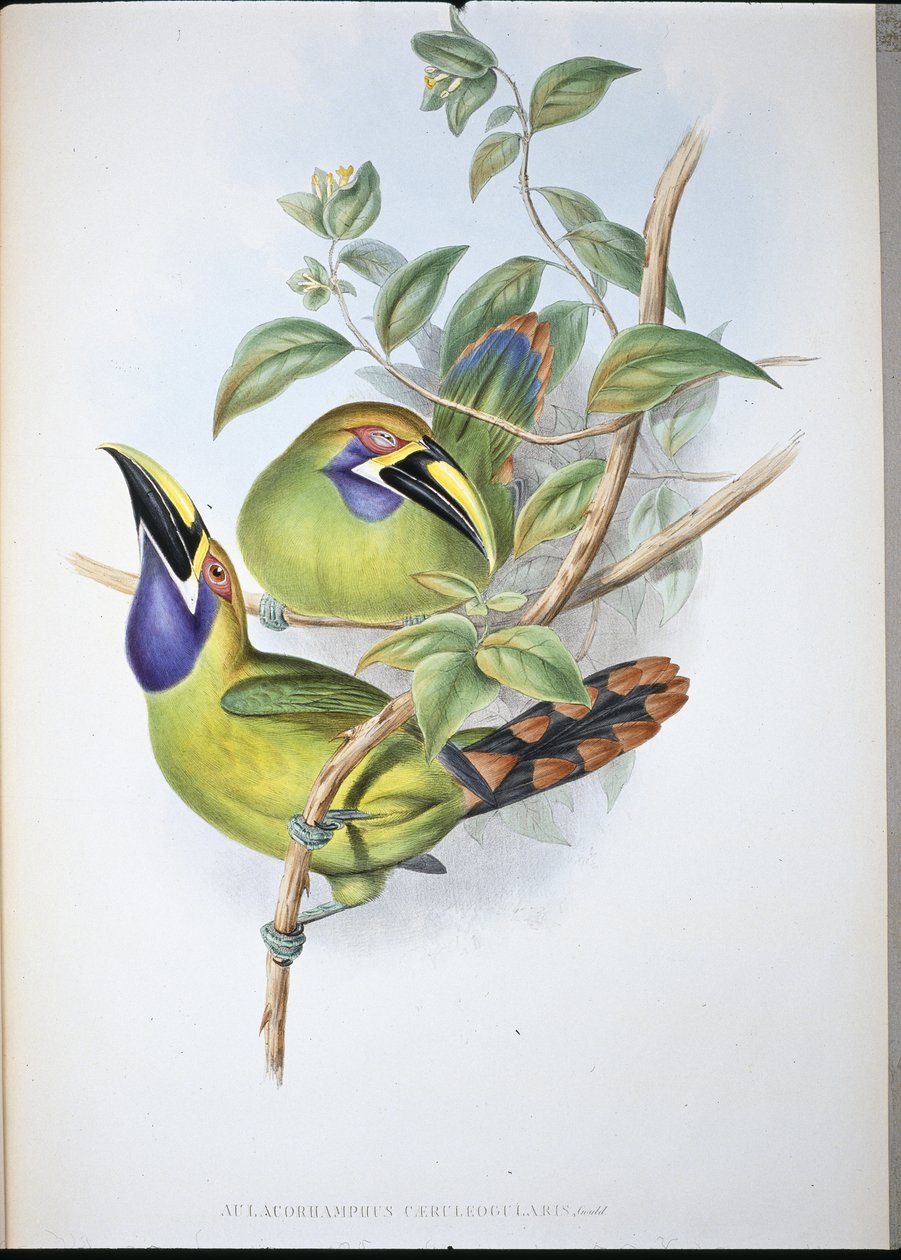 Blåstrupet rilletebb-tukan (Aulacoramphus Caeruleogularis) (håndfarget litho) av John (after) Gould