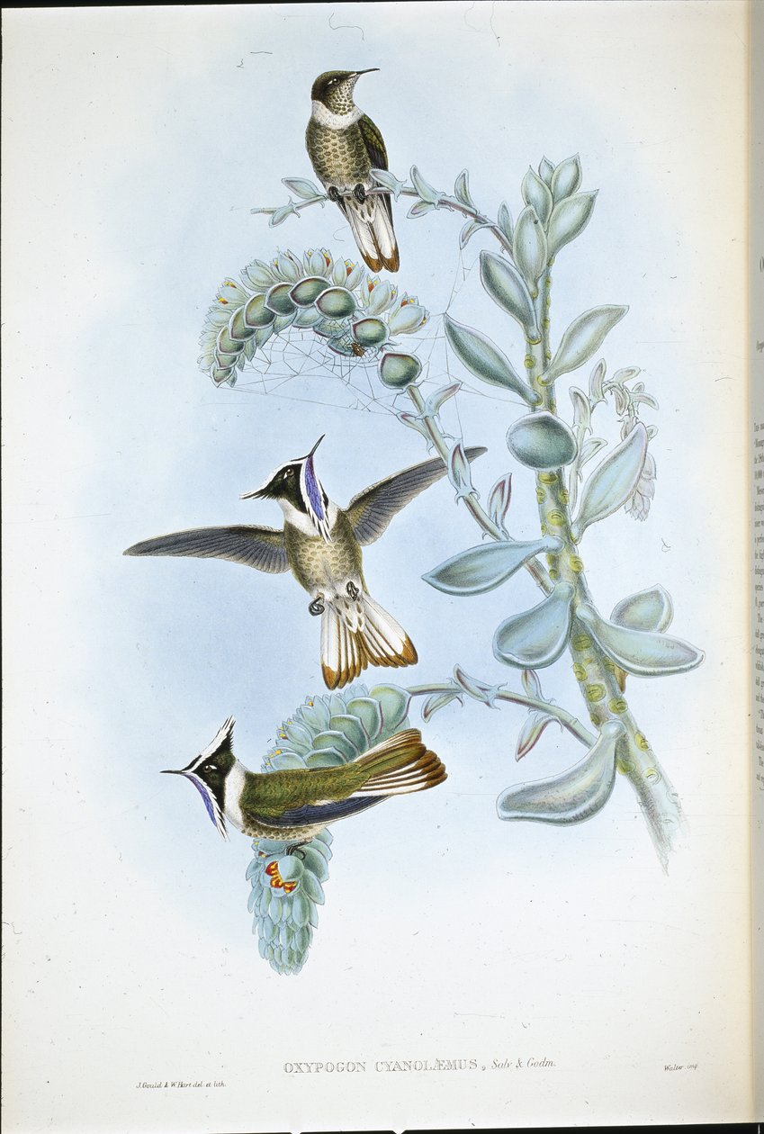 Blåstrupet Hlemte Crest (Oxypogon Cyanolaemus) (håndfarget litho) av John (after) Gould