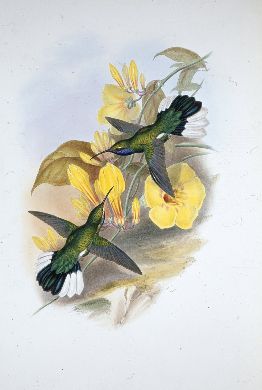 Blåstrupet sabelvinge (Campylopterus Ensipennis) (håndfarget litho) av John (after) Gould
