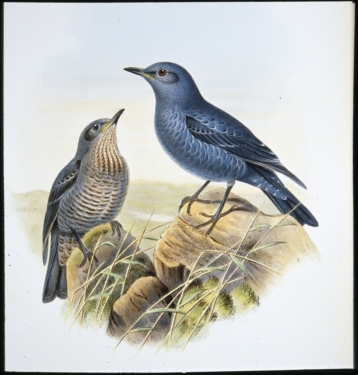 Blue Rock Thrush (Petrocossyphus Cyanus) (håndfarget litho) av John (after) Gould