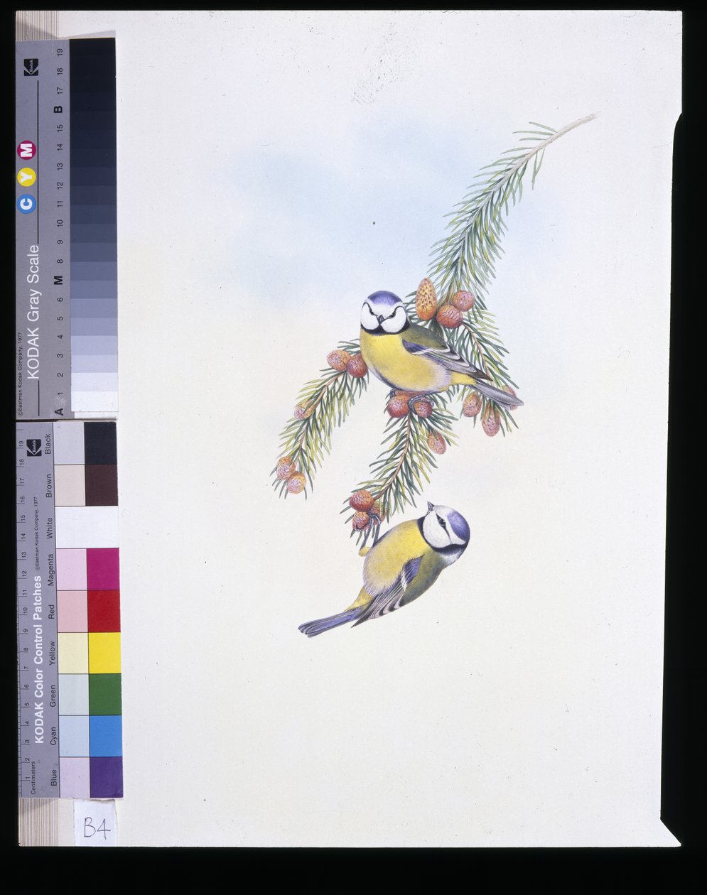 Blåmeis (Parus Caeruleus) (håndfarget litho) av John (after) Gould