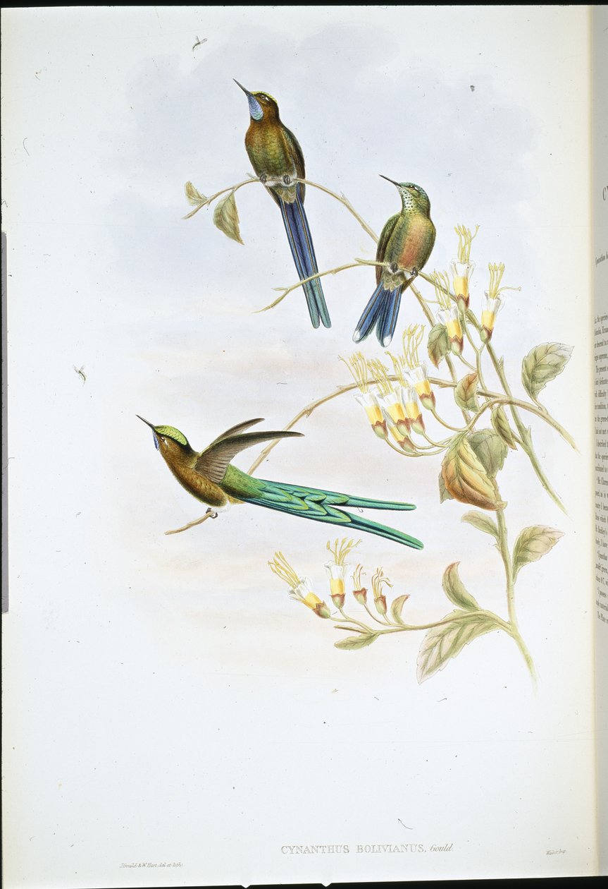 Boliviansk sylf (Cynanthus Bolivianus) (håndfarget litho) av John (after) Gould