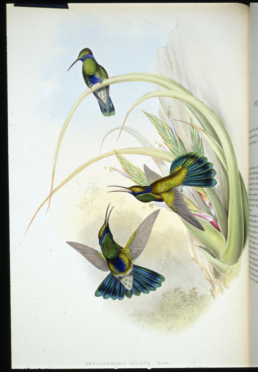 Boliviansk fiolettøre (Petasophora Iolata) (håndfarget litho) av John (after) Gould