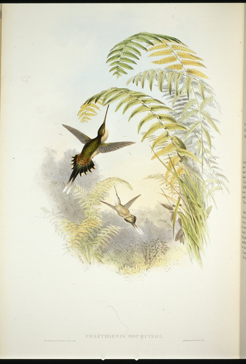 Bourciers eremitt (Phaethornis Bourcieri) (håndfarget litho) av John (after) Gould