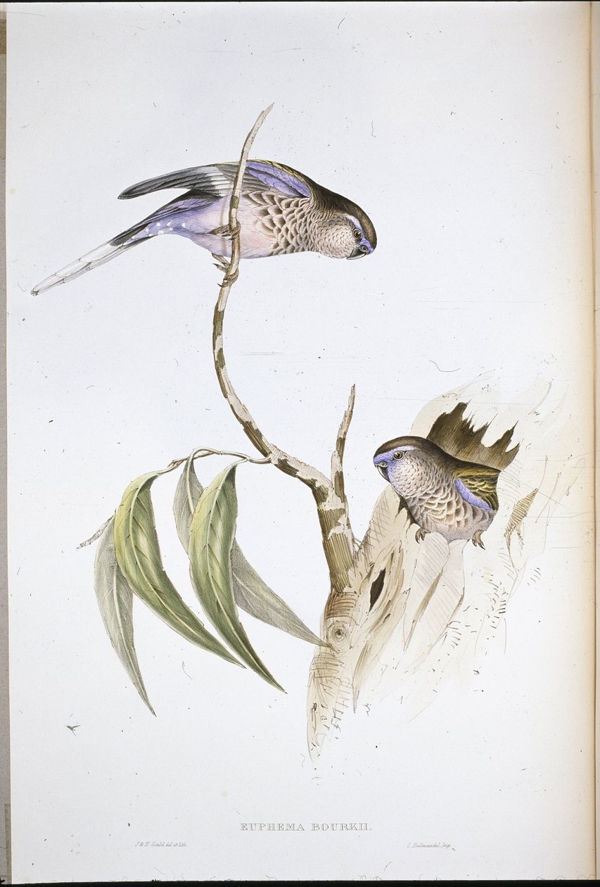 Bourke's Grass Parakeet (Euphema Bourkii) (håndfarget litho) av John (after) Gould