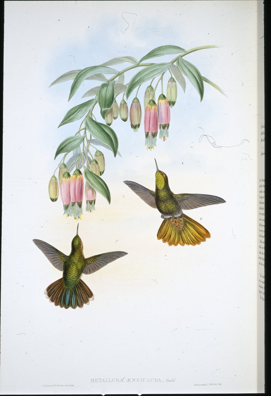 Messinghale (Metallura Aeneicauda) (håndfarget litho) av John (after) Gould