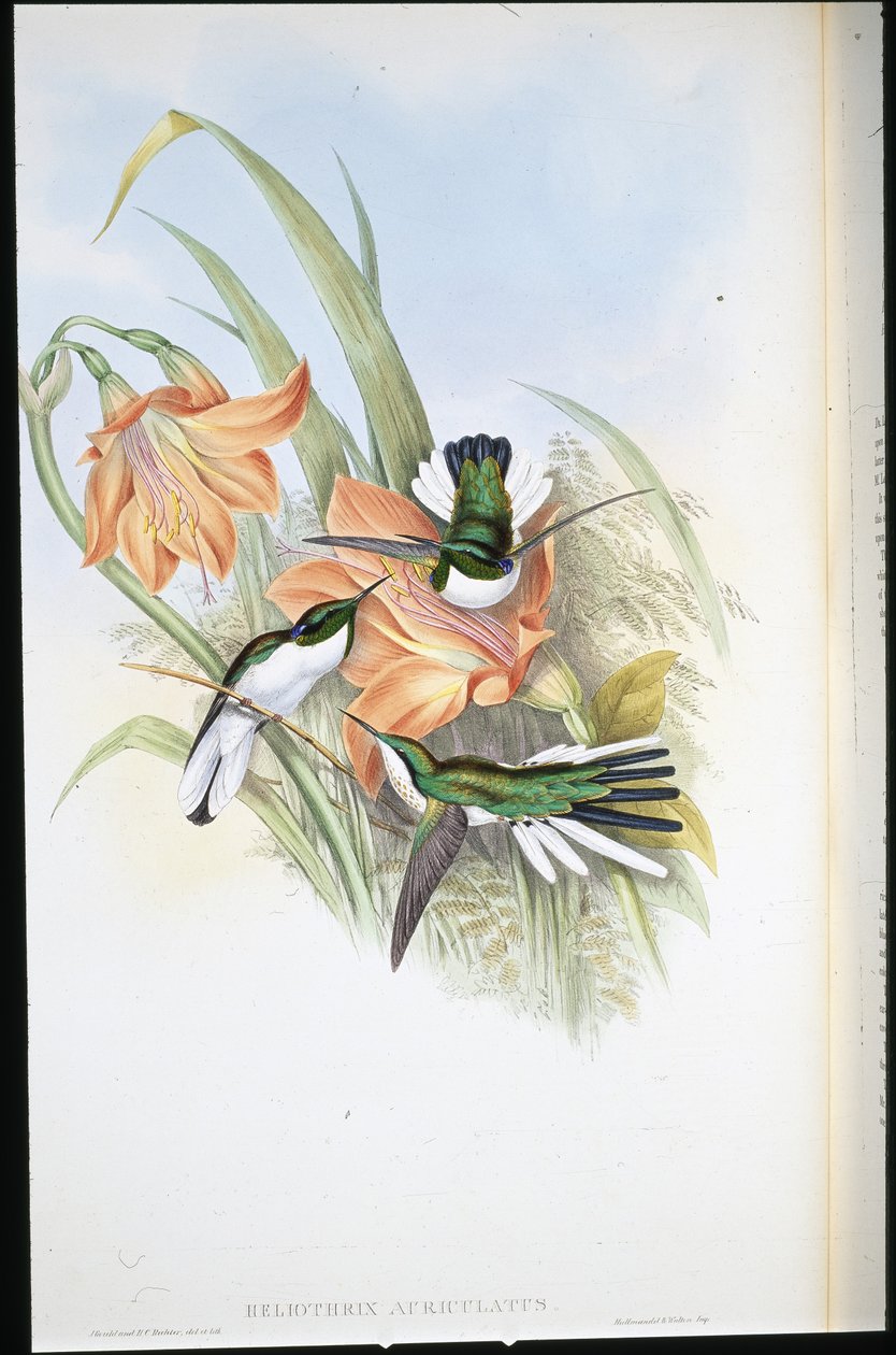 Brasiliansk fe (Heliothrix Auriculatus) (håndfarget litho) av John (after) Gould