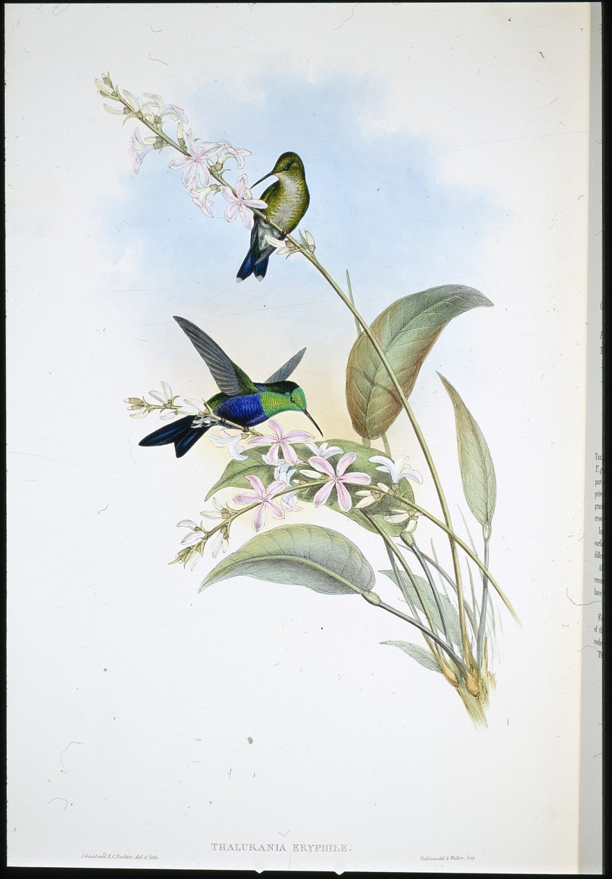 Brasilianske panoplitter (Thalurania Eryphile) (håndfarget litho) av John (after) Gould