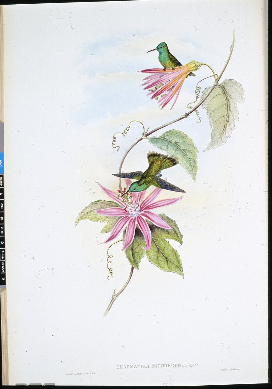 Smaragd med strålende front (Thaumatias Nitidifrons) (håndfarget litho) av John (after) Gould